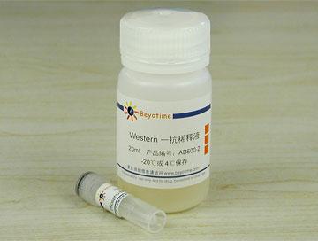 Phospho-BRCA1(Ser1423)抗体(兔多抗)